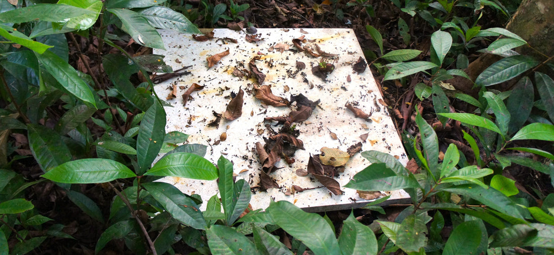 365 days in the tropical forest