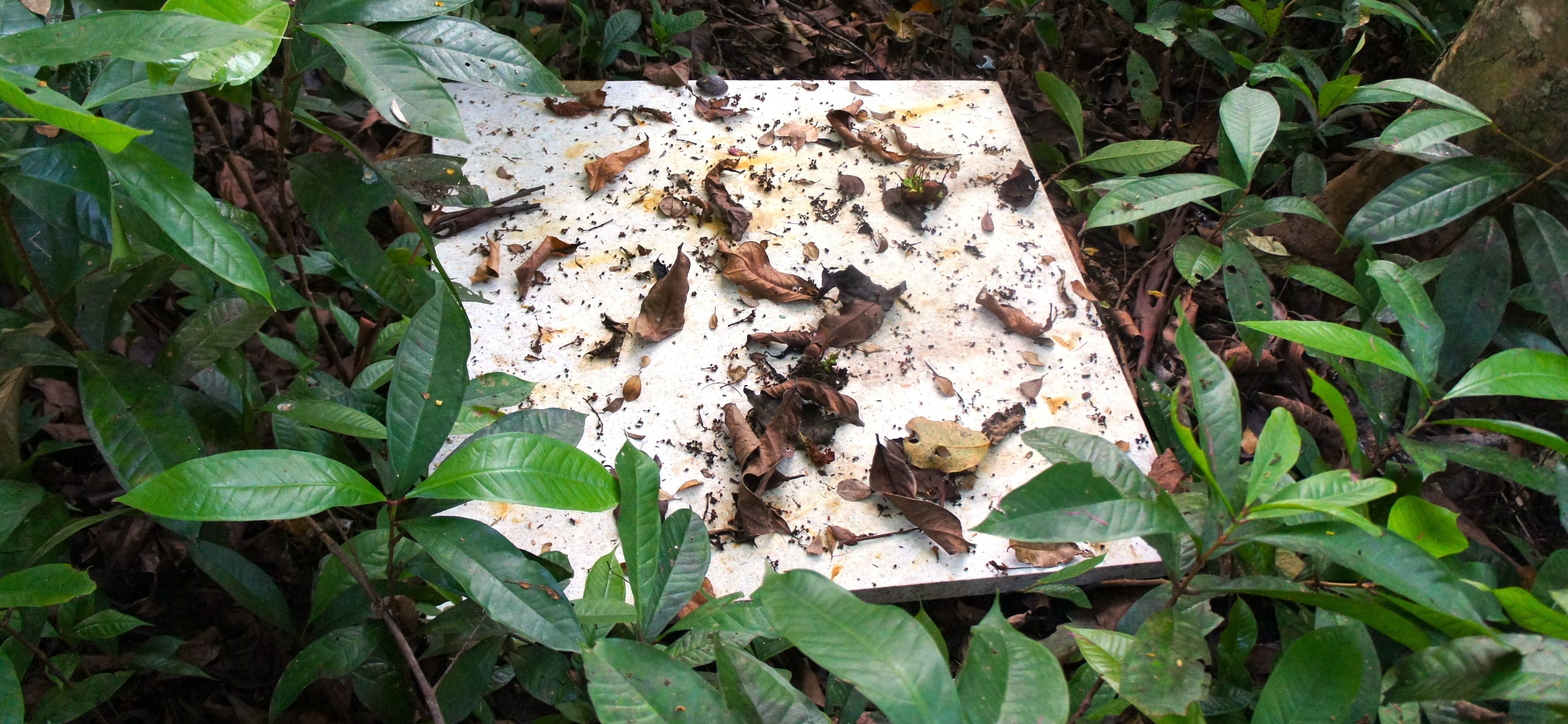 365 days in the tropical forest